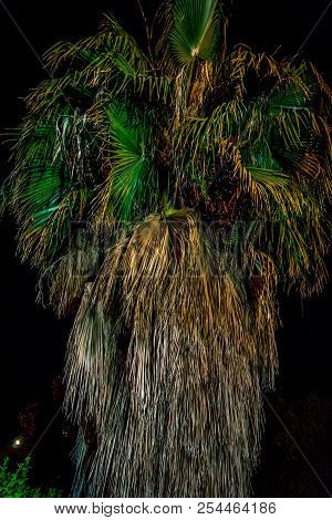 Palm In The Night In Oujda City
