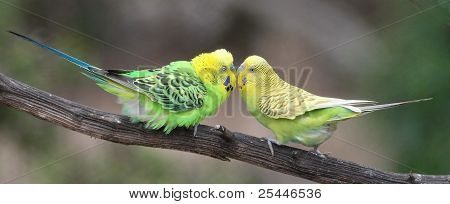 คู่ Budgie น่ารัก