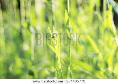 Plant Are Growing With Beautiful At Sunlight.