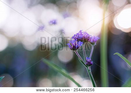Purple Flower At Sunset In The Forest.