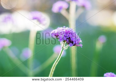 Purple Flower With Beautiful At Sunlight In The Forest.