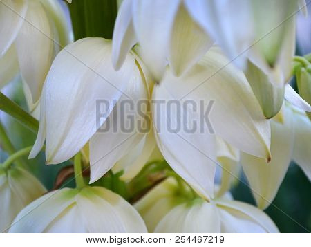 Delicate White Campanulate Flowers Of Yucca Blooms In August Close-up