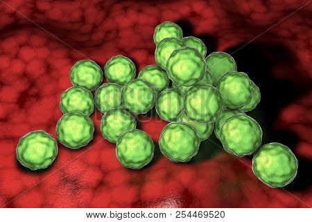 Chlamydia Trachomatis Bacteria, 3d Illustration, The Causative Agent Of Chlamydiosis