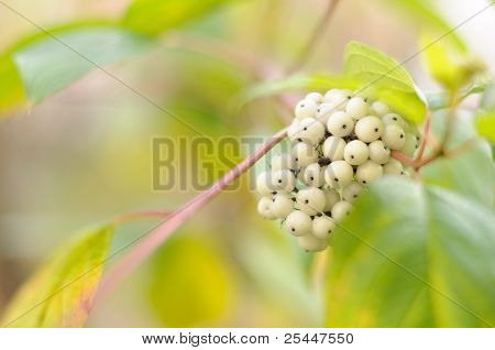 Bacche di siberiano corniolo (cornus Alba)