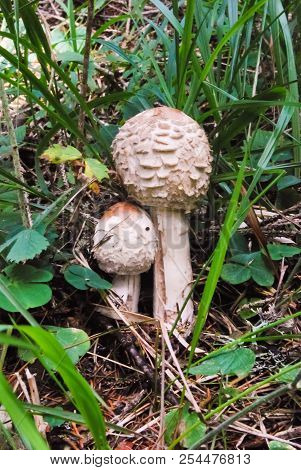 Freshes And White Macrolepiota Procera Of The Underwood