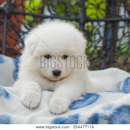 Cute Samoyed Puppy Lies In An Armchair In The Yard