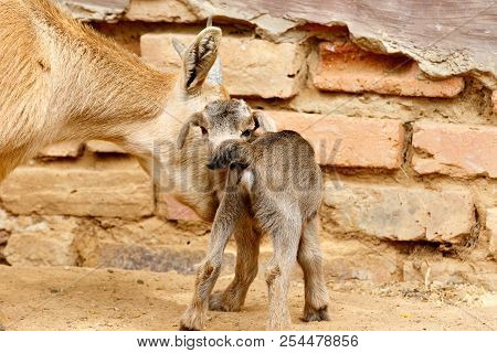 Dwarf Goat Standing With His Mom And Looking At You