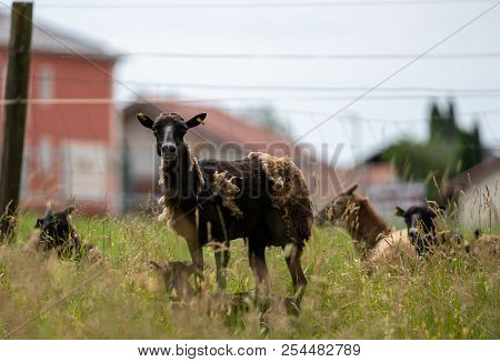 Herd Of Mouflons With Lambs On A Meadow On The Farm