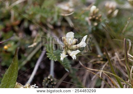 Flowers Of Field Locoweed (oxytropis Campestris) In The Austrian Alps.