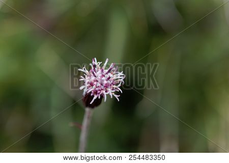 Macro Photo Of A Carpathian Catsfood Blossom (antennaria Carpatica)