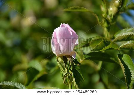 Wildrose Bud Closeup On A Twig In A Dogrose Shrub