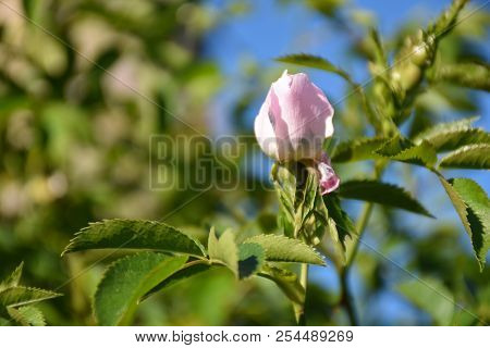 Growing Pink Wildrose Bud On A Twig