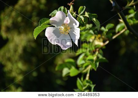 Beautiful Flower Head Of A Blossom Pink Wildrose