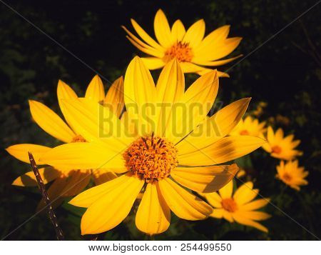 While Weeds May Surround Them, These Flowers Make Sure To Stand Out To Bring Happiness To All That S