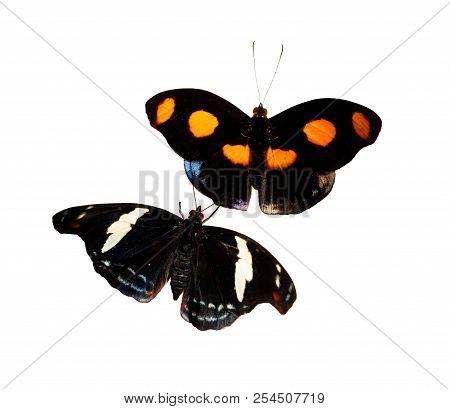 A Male And A Female Grecian Shoemaker, Blue-frosted Banner Or Stoplight Catone Butterfly, Catonephel