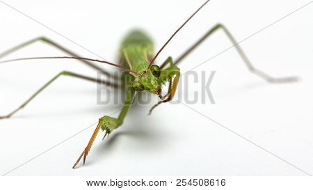 A Small Green Mantis On A Light Background