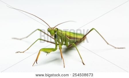 A Small Green Mantis On A Light Background