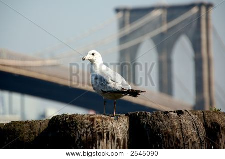 A Seagull Brooklyn-híd
