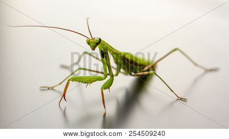 A Small Green Mantis On A Light Background