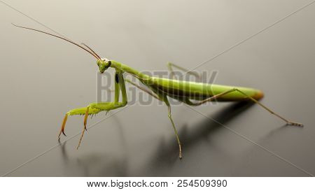 A Small Green Mantis On A Light Background