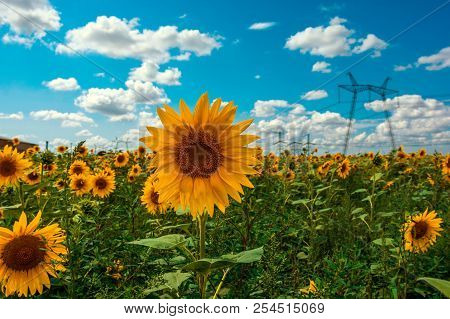 Sunflower Summer Flower Close-up, Against A Background Of Clouds. Agroculture, Harvest.