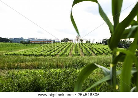 Merlot And Sangiovese Vineyard In The Italian Countryside. Umbria, Italy