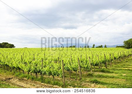 Merlot And Sangiovese Vineyard In The Italian Countryside. Umbria, Italy
