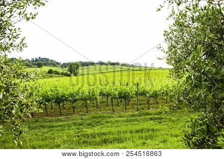 Merlot And Sangiovese Vineyard In The Italian Countryside. Umbria, Italy