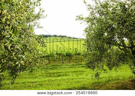 Merlot And Sangiovese Vineyard In The Italian Countryside. Umbria, Italy