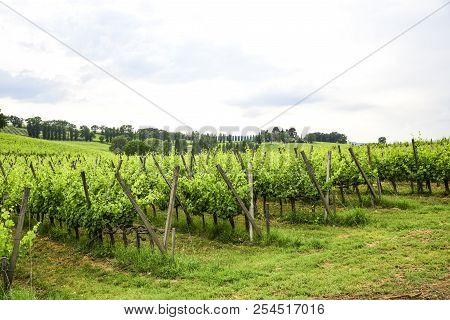 Merlot And Sangiovese Vineyard In The Italian Countryside. Umbria, Italy