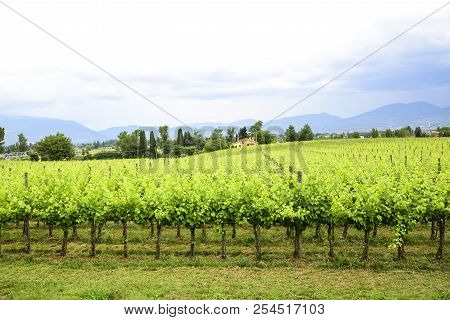 Merlot And Sangiovese Vineyard In The Italian Countryside. Umbria, Italy