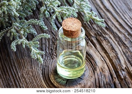 A Bottle Of Essential Oil With Fresh Santolina Chamaecyparissus