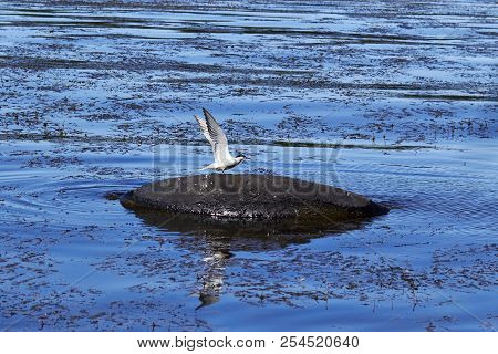 The Seagull Smears On An Automobile Tire In Dirty Water. Photo Of A Bird Sitting On A Swamp. A Seabi