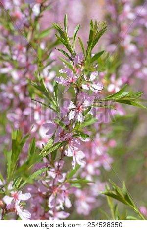 Blooming Steppe Almond (prunus Tenella). Natural Plant Background With Pink Flowers.