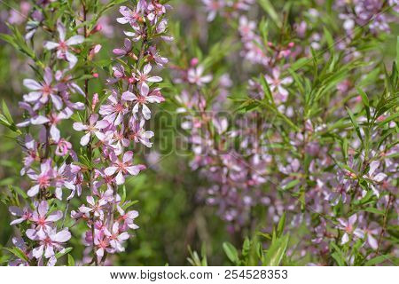 Blooming Steppe Almond (prunus Tenella). Natural Plant Background With Pink Flowers.