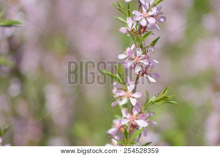 Blooming Steppe Almond (prunus Tenella). Natural Plant Background With Pink Flowers.