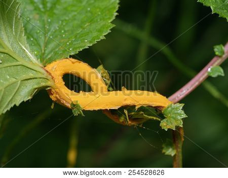 Meadowsweet Rust Gall - Triphragmium Ulmariae 
On Meadowsweet - Filipendula Ulmaria