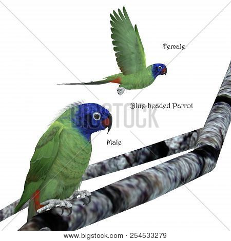 Blue-headed Parrot 3d Illustration - The Blue-headed Parrot Is A Noisy Bird From Central And South A