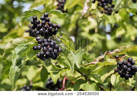 Black Berries Of Common Dogwood (cornus Sanguinea)