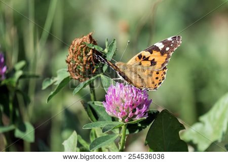 Butterfly Painted Lady Collects Nectar From A Clover Flower (vanessa Cardui)