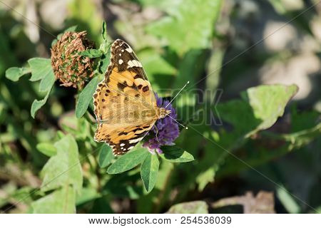 Butterfly Painted Lady Collects Nectar From A Clover Flower (vanessa Cardui)