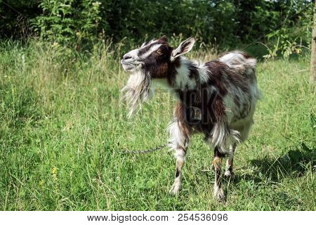 Domestic Goat On A Chain Proudly Chews Grass (capra Aegagrus Hircus)