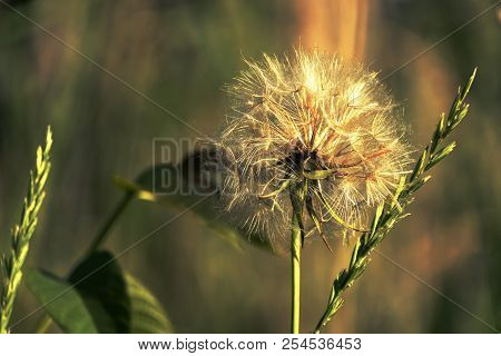 Faded Flower Of Showy Goat's-bear. Large Fluffy Vintage Dandelion Parachute (tragopogon Pratensis)