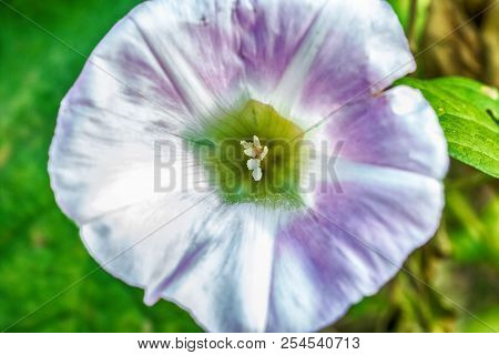 Macro Photo Of A White Pink Mallow Flower Close-up With The Increase Of Each Flower