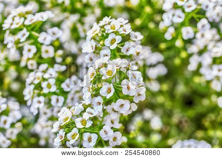 Macro Photo Of A White Yarrow Ordinary Close-up With The Increase Of Each Flower