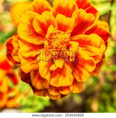 Macro Photo Of A Carnation Flower In The Grass Close-up With Small Details
