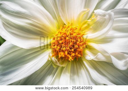 Macro Photo Of A White Chrysanthemum Flower At Close Range With Clear Details