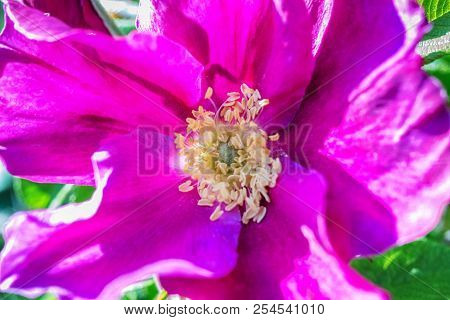 Macro Photo Of A Lilac Wild Rose Flower Close-up With The Increase Of Small Details