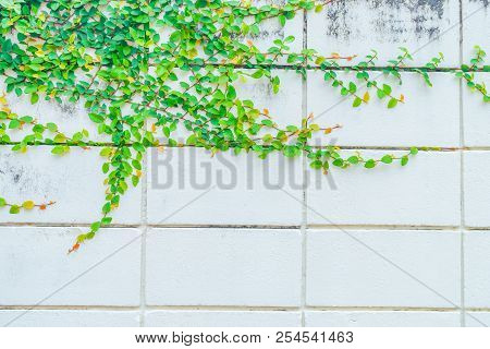 Green Creeper Plant On Concrete Wall Black, Space Of Wall With Ivy On The Side, Design Space For The
