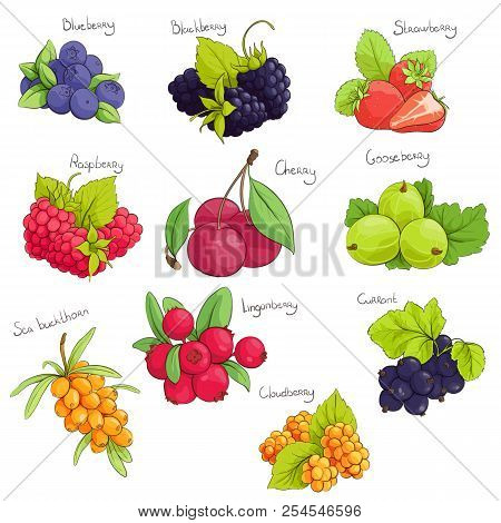 Some Sweet Vector Berries On White Background